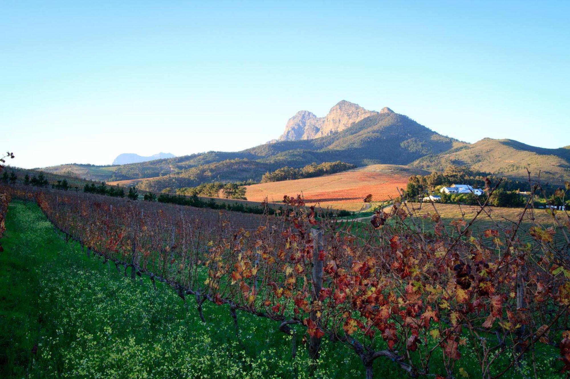 Bed and Breakfast Marianne Wine Estate Stellenbosch Zewnętrze zdjęcie